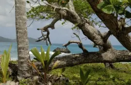 caribe jigsaw puzzle