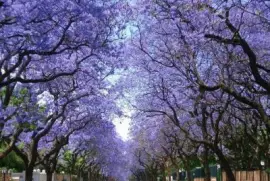 jacarandÃ¡