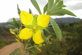 Flor silvestre amarela
