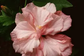 hibiskus