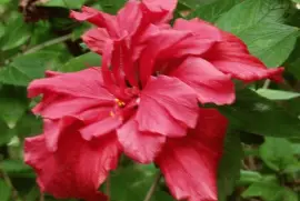 hibiskus