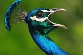 פאזל של naturaleza