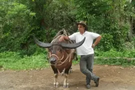 Guajiro con bÃºfalo ViÃ±ales CUba