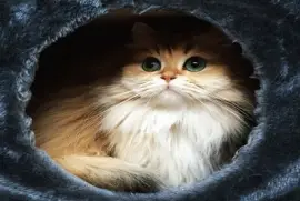 Una Hermosa  Foto De El Gato  Smoothie