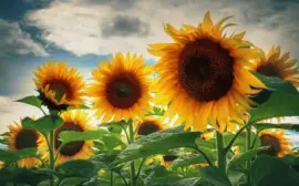 34wg tw jigsaw puzzle