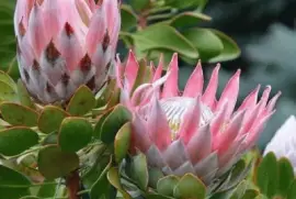 imagens jigsaw puzzle