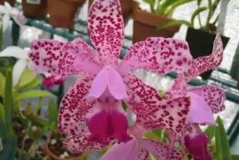 imagens jigsaw puzzle