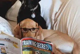 De Un Par De Perros Simulando Leer  Revistas