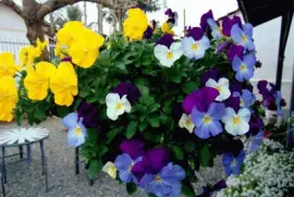 Amor Perfeito jigsaw puzzle