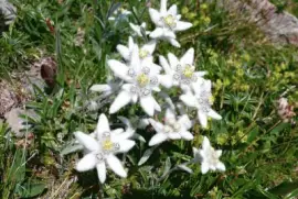 Edelweiss jigsaw puzzle