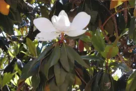 Magnolia. Aula Naturaleza Osorio. Gran Canaria
