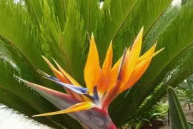 Strelitzia
