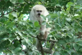 mono gruÃ±Ã³n jigsaw puzzle