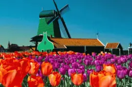 belleza jigsaw puzzle