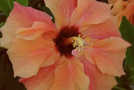 hibiskus jigsaw puzzle