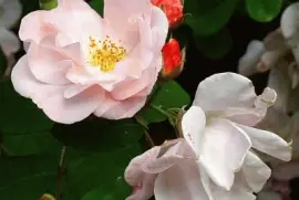 isola bella jigsaw puzzle