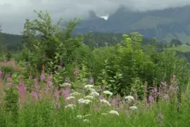 Gantrischgebiet Berner Oberland jigsaw puzzle