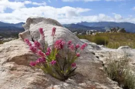 NATUREZA jigsaw puzzle