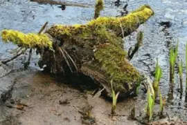 der moosochse jigsaw puzzle