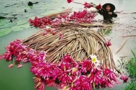 imagens jigsaw puzzle