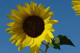 Sonnenblume jigsaw puzzle