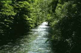 Nel Bosco jigsaw puzzle