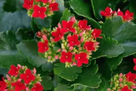 (121) Flores jigsaw puzzle