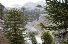 araucarias neuquinas jigsaw puzzle