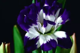 imagens jigsaw puzzle