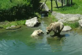 BÃ¤ren Tierpark Goldau jigsaw puzzle