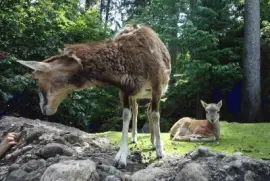 Tierpark Goldau jigsaw puzzle