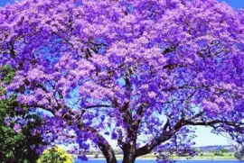 ARVORE jigsaw puzzle