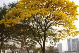 ARVORE AMARELA jigsaw puzzle