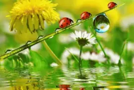 imagens jigsaw puzzle