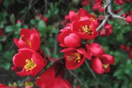 imagens jigsaw puzzle