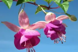 imagens jigsaw puzzle