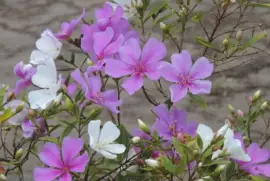 Manaca jigsaw puzzle