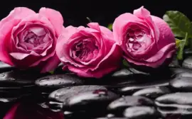 23ws43cs4s jigsaw puzzle