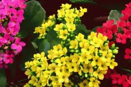 (126) Flores jigsaw puzzle