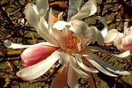 magnolia jigsaw puzzle
