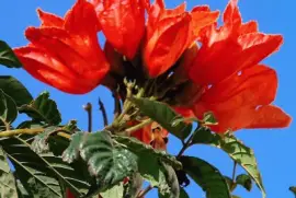 afrikanischer tulpenbaum jigsaw puzzle