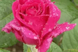 rose in the rain jigsaw puzzle