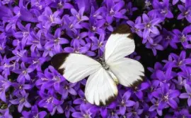 8975c4w3edrtf jigsaw puzzle