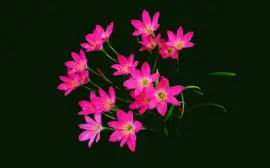 6t6 56r 54e 5z45 z jigsaw puzzle