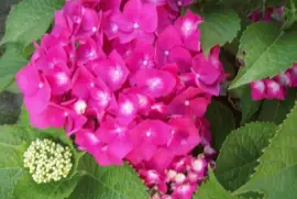 naturaleza jigsaw puzzle