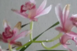 orchidÃ©e jigsaw puzzle