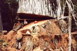 פאזל של crazy people