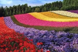 flores jigsaw puzzle