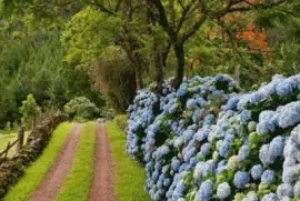 hortÃªncia jigsaw puzzle