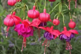 (133) Flores jigsaw puzzle